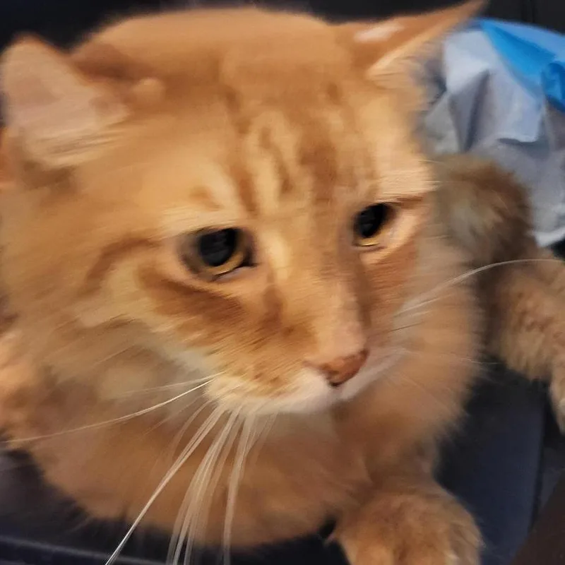 An adult large-sized male Orange / Red Domestic Medium Hair cat named Helios for adoption in New York, NY