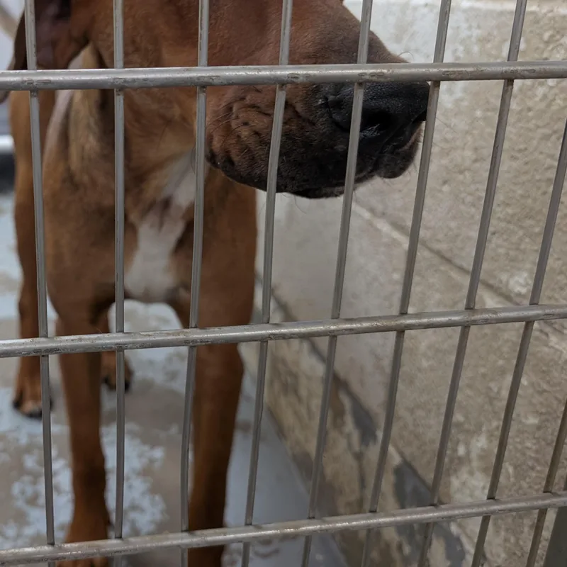 Looking For Owner
