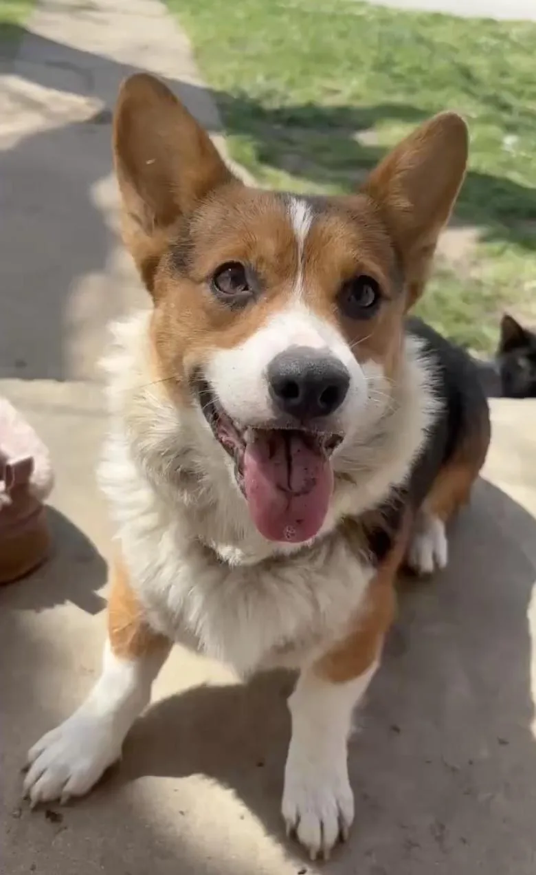 An adult medium-sized male Pembroke Welsh Corgi dog named Beast for adoption in Arlington, TX
