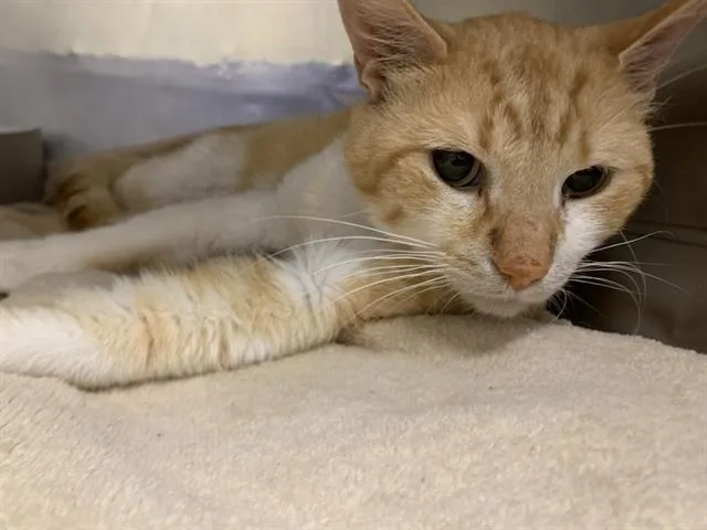 An adult medium-sized male Domestic Short Hair cat named Pickaboo for adoption in Indianapolis, IN