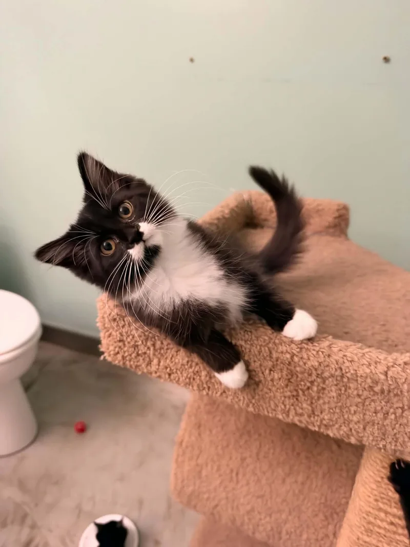 A baby medium-sized female Tuxedo cat named Rita for adoption in Cincinnati, OH