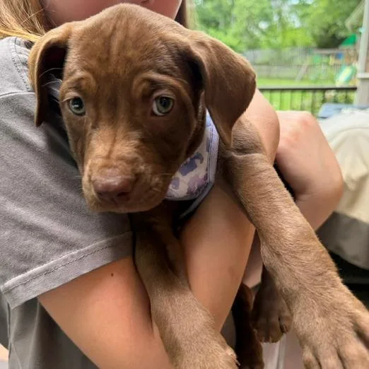 A baby medium-sized female Brown / Chocolate Labrador Retriever dog named Cherry for adoption in Fairfax Station, VA