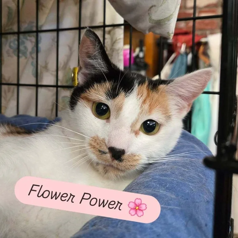 An adult medium-sized female Domestic Short Hair cat named Flower Power for adoption in Candler, NC