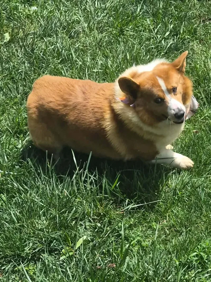 Lassie