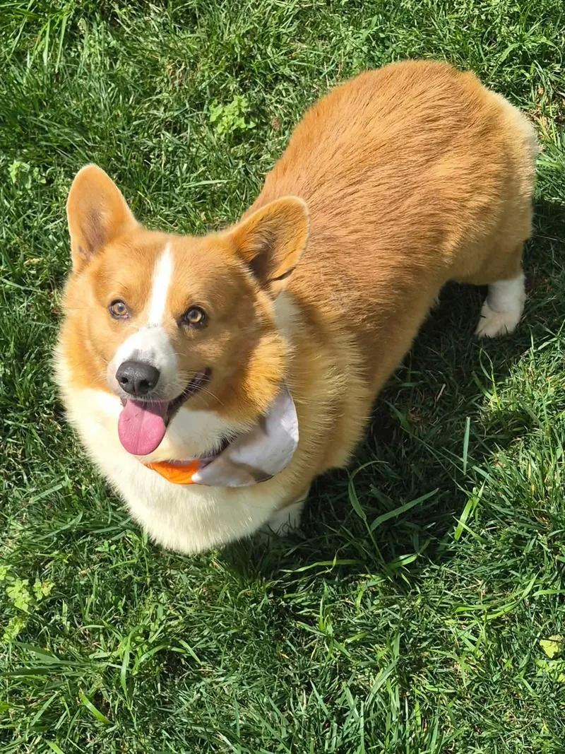 Lassie thumbnail 2