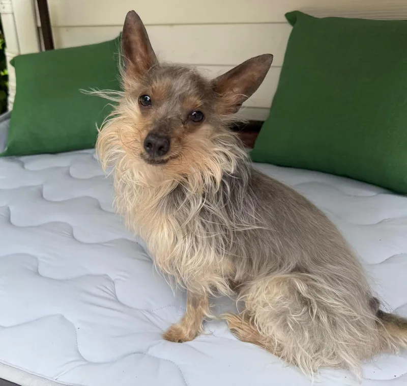 An adult small-sized male Yellow / Tan / Blond / Fawn Australian Terrier dog named Logan for adoption in Euclid, OH