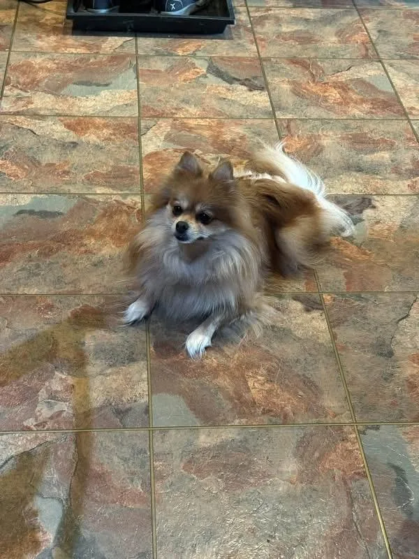 An adult small-sized female Pomeranian dog named Miska for adoption in Sheridan, OR