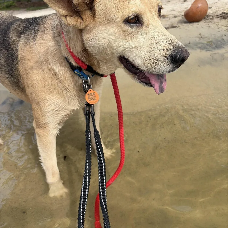 An adult medium-sized female Shepherd dog named Shakira for adoption in McDonough, GA