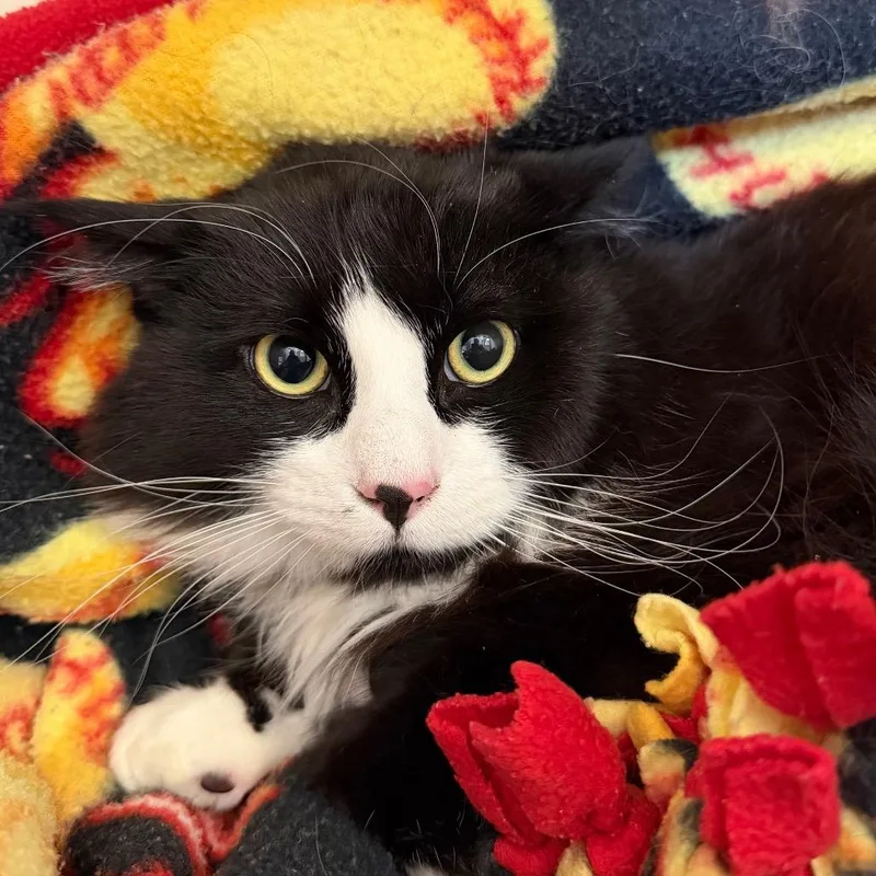 A young small-sized male Black Domestic Long Hair cat named Tux for adoption in Cody, WY