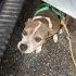 An adult medium-sized female Brown / Chocolate Pit Bull Terrier dog named Maya for adoption in St. Augustine, FL