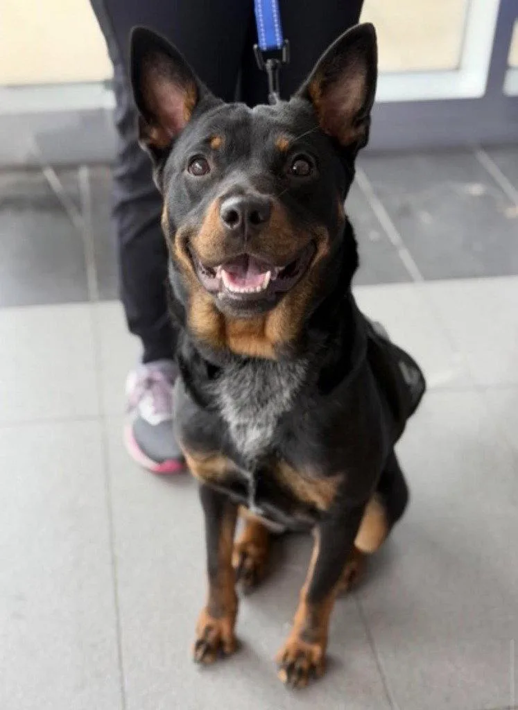 A young medium-sized female Lancashire Heeler dog named Petunia for adoption in Bloomfield, CT