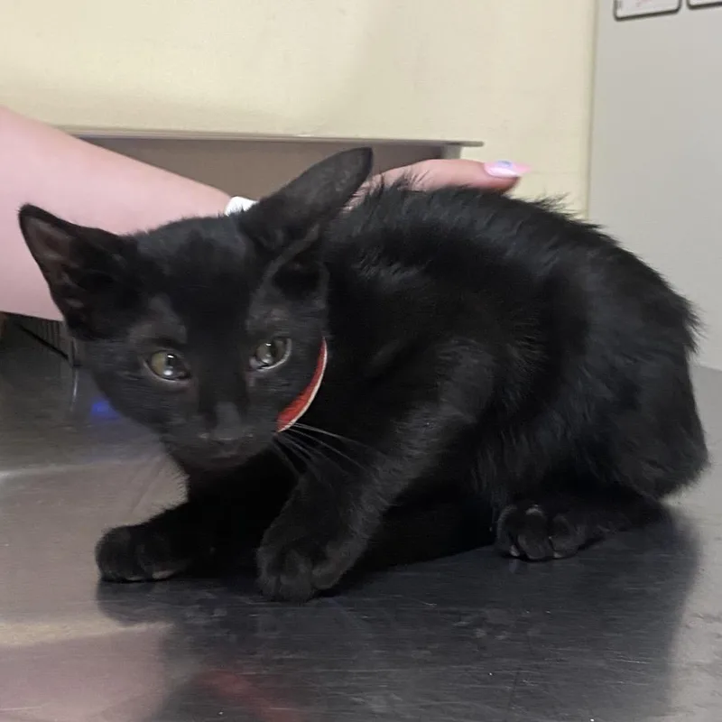 A baby small-sized female Black Domestic Short Hair cat named Heel for adoption in Monroe, LA