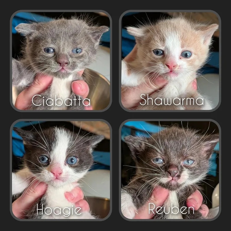 A baby medium-sized male Black & White / Tuxedo Domestic Short Hair cat named Hoagie for adoption in Clinton Township, MI