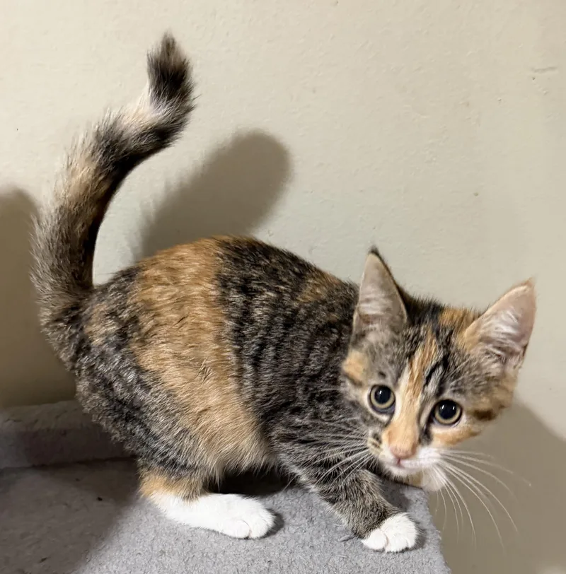 Cinnamon