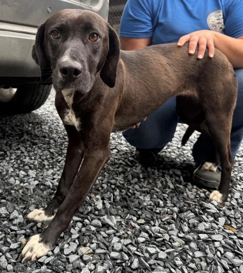 A young medium-sized female Mixed Breed dog named Riley for adoption in Mount Gilead, NC