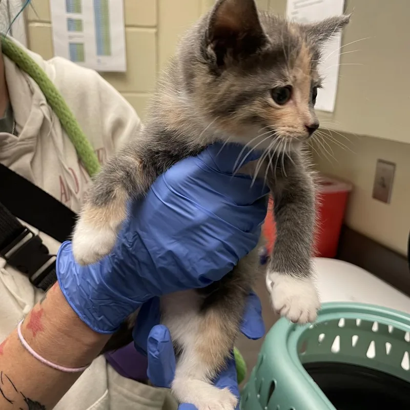 A baby small-sized female Gray / Blue / Silver Domestic Short Hair cat named Strayforrestroad for adoption in Columbus, GA