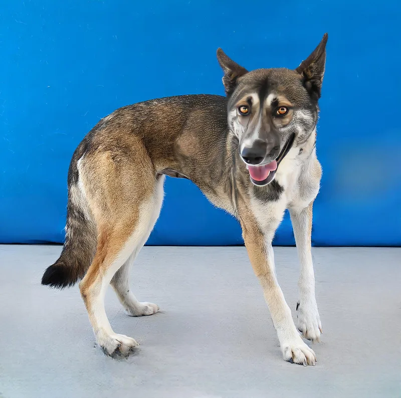 A young medium-sized female German Shepherd Dog dog named Roberta for adoption in Pasadena, CA