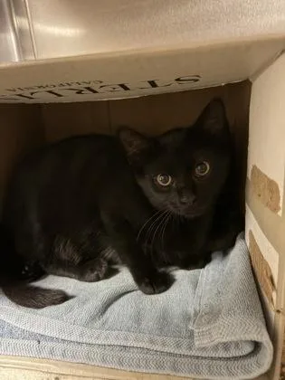 Tiki