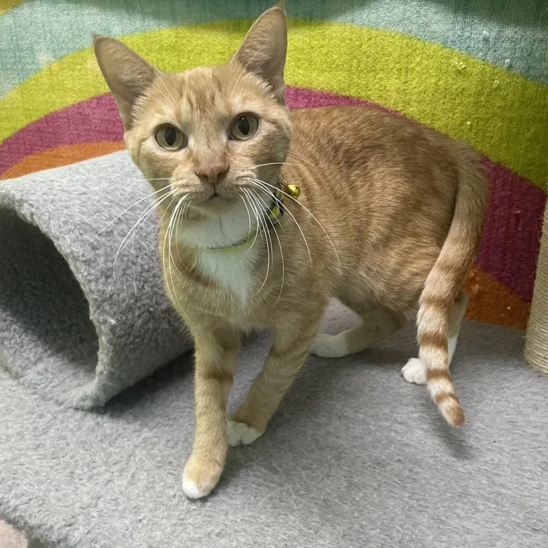 A senior medium-sized female Orange / Red Domestic Short Hair cat named Ms. Goose for adoption in Springfield, MO