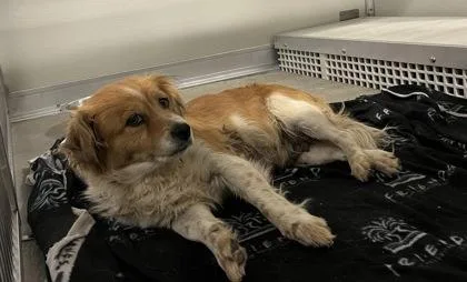 An adult small-sized female Spaniel dog named Isabella Tortellini for adoption in Fresno, CA