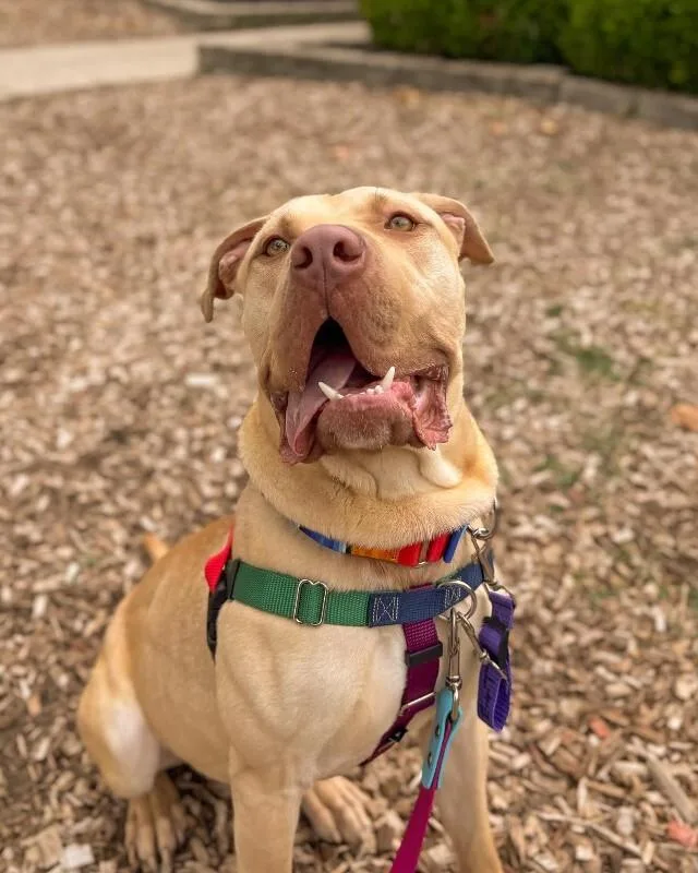 An adult large-sized male White / Cream Mixed Breed dog named Henry Wu for adoption in Cincinnati, OH