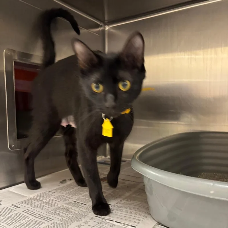 A young medium-sized female Black Domestic Short Hair cat named Feta for adoption in Springfield, MA