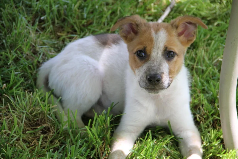 A baby medium-sized male Cattle Dog dog named Mr. Banks for adoption in Salt Lake City, UT
