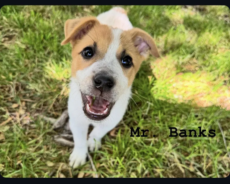 Mr. Banks thumbnail 2