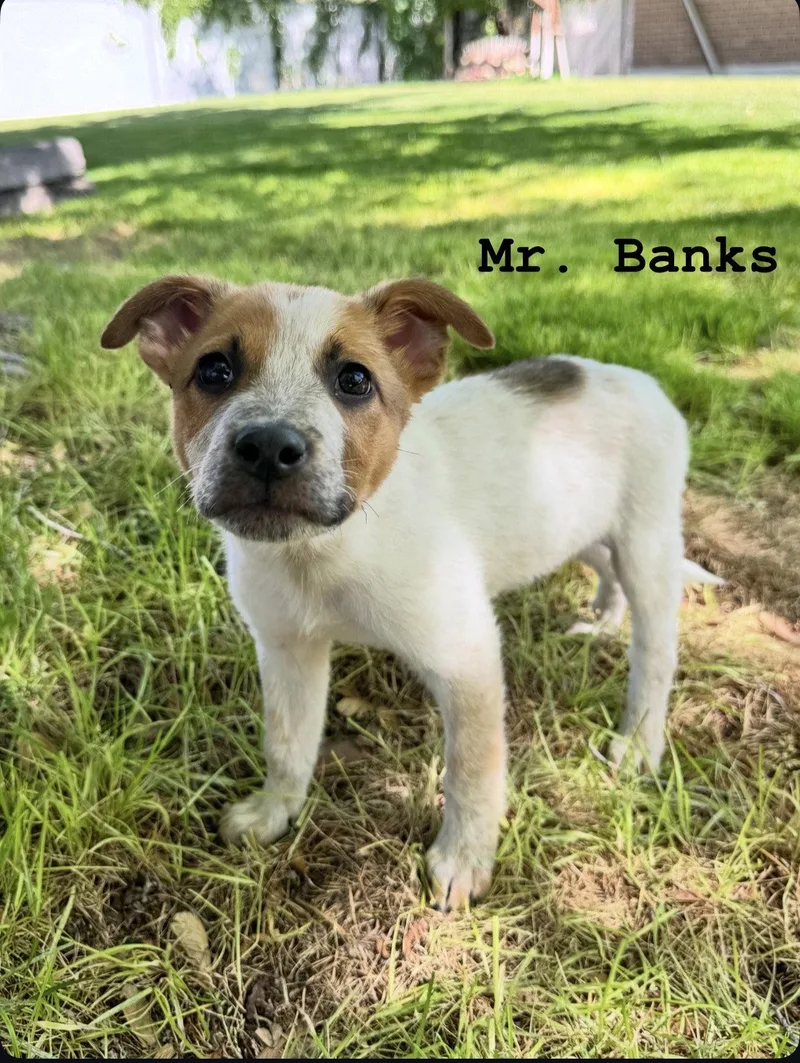 Mr. Banks thumbnail 3