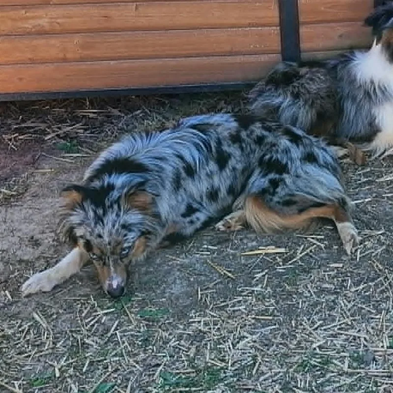 An adult small-sized female Gray / Blue / Silver Australian Shepherd dog named Phoebe for adoption in Ada, MN
