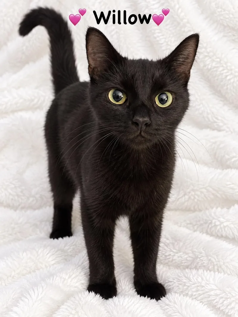 A young medium-sized female Black Domestic Short Hair cat named Willow for adoption in Copley, OH