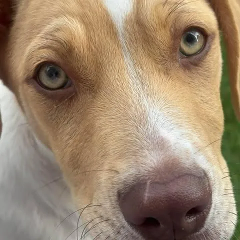Kory