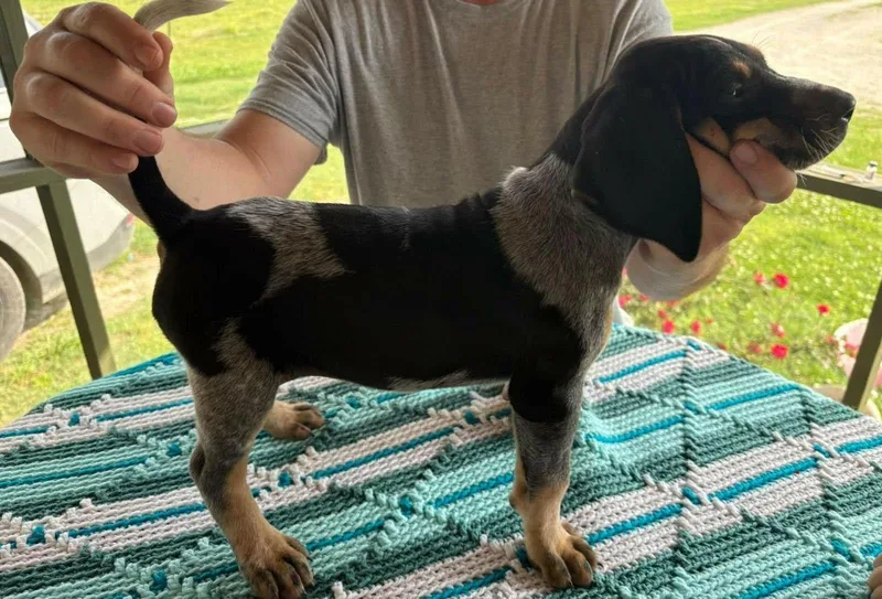 A baby medium-sized female Bluetick Coonhound dog named Karen Smith for adoption in TULSA, OK
