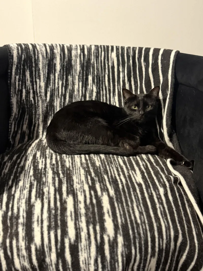 An adult medium-sized male Black Domestic Short Hair cat named Sunny for adoption in Glendale, AZ