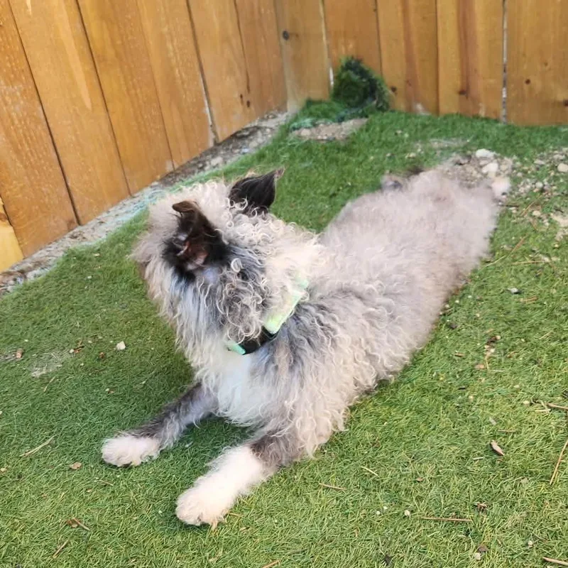 Spinach Sc thumbnail 2