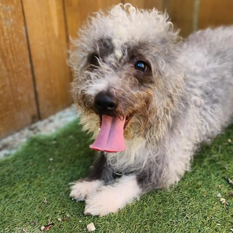 A young small-sized male Gray / Blue / Silver Poodle dog named Spinach Sc for adoption in Austin, TX