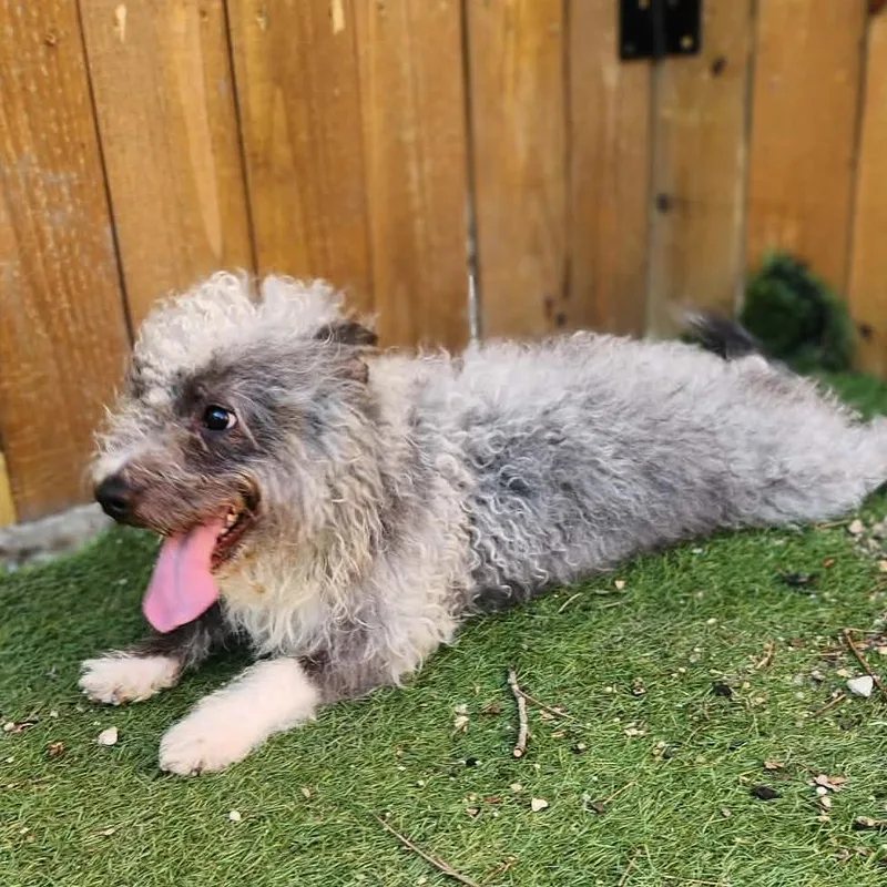 Spinach Sc thumbnail 6