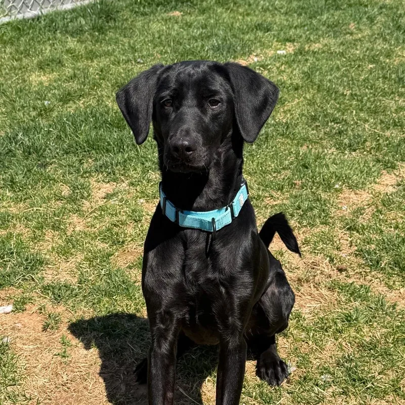 An adult medium-sized female Black Labrador Retriever dog named Cora for adoption in Harrisonburg, VA