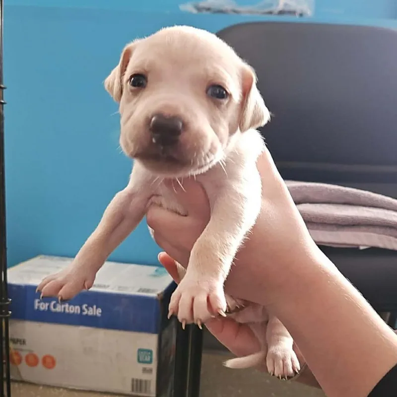 A baby small-sized male White / Cream Mixed Breed dog named Harley for adoption in Edwardsville, IL
