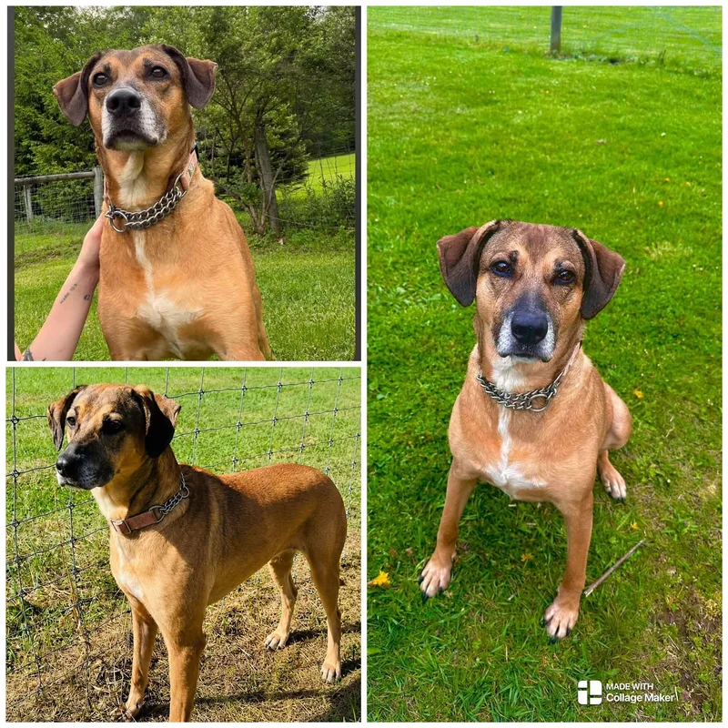 A senior large-sized female Bicolor Mountain Cur dog named Abby for adoption in Coudersport, PA