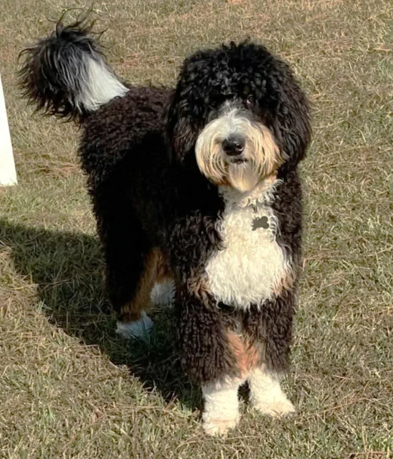 A young large-sized male Bernese Mountain Dog dog named Champ JC in MS for adoption in Warwick, RI