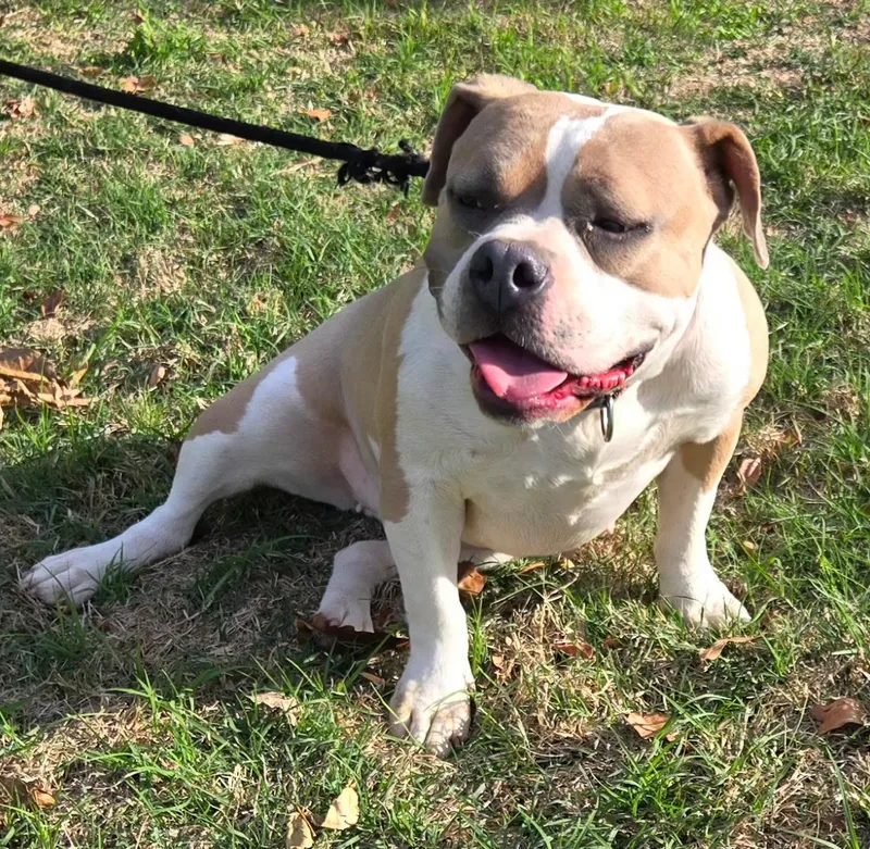 An adult medium-sized female American Bully dog named Dolly P for adoption in Milwaukee, WI