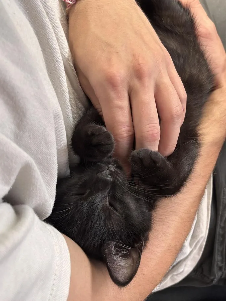 A baby small-sized male Black Domestic Short Hair cat named Button for adoption in Salisbury, NC