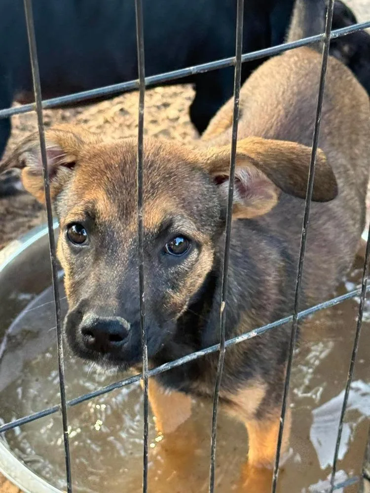 A baby medium-sized female Tricolor (Brown, Black, & White) Rhodesian Ridgeback dog named Tammy for adoption in Syracuse, NY
