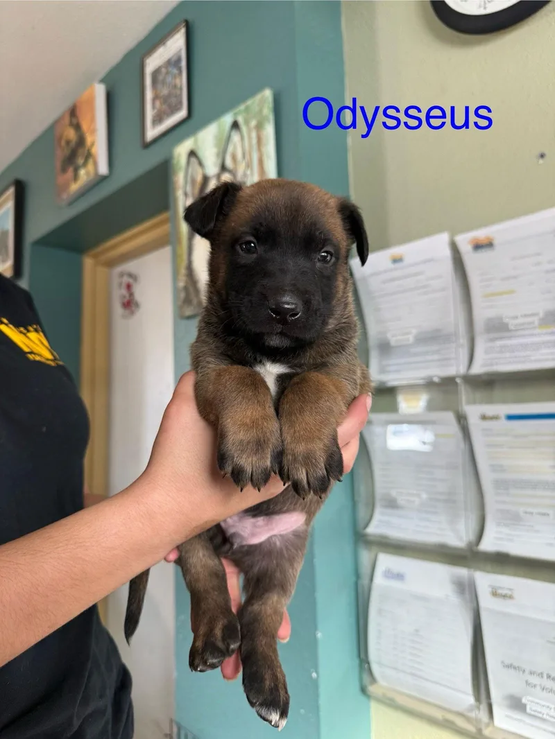 A baby medium-sized male Belgian Shepherd / Malinois dog named Odysseus for adoption in Yreka, CA