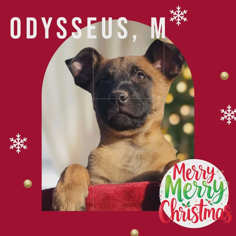 Odysseus thumbnail 3