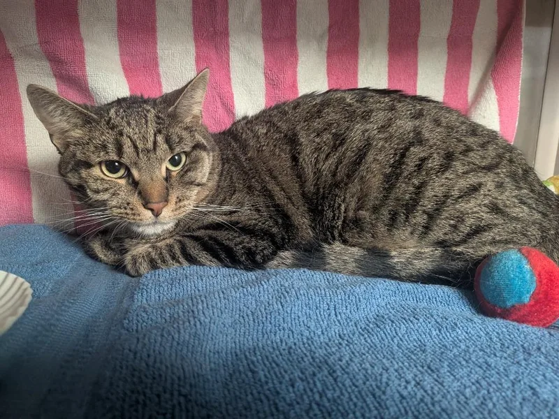 A young small-sized female Domestic Short Hair cat named Emerald for adoption in Hyde Park, NY