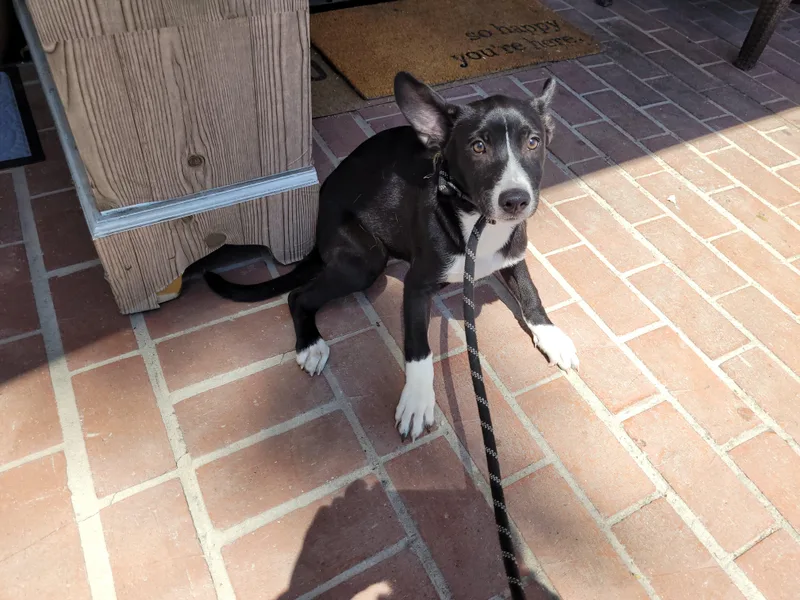 A baby small-sized female Mixed Breed dog named Blossom for adoption in San Pedro, CA