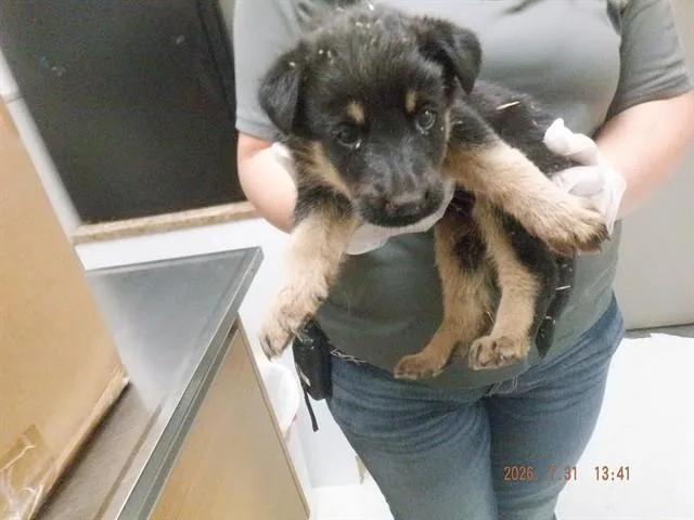 A baby small-sized male German Shepherd Dog dog named Theo for adoption in Oroville, CA
