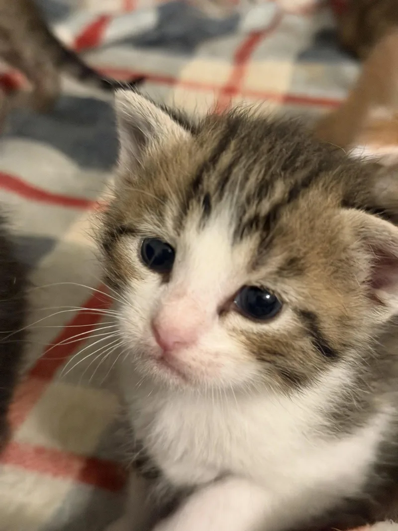 A baby medium-sized female Domestic Short Hair cat named Paco for adoption in Wheaton, IL
